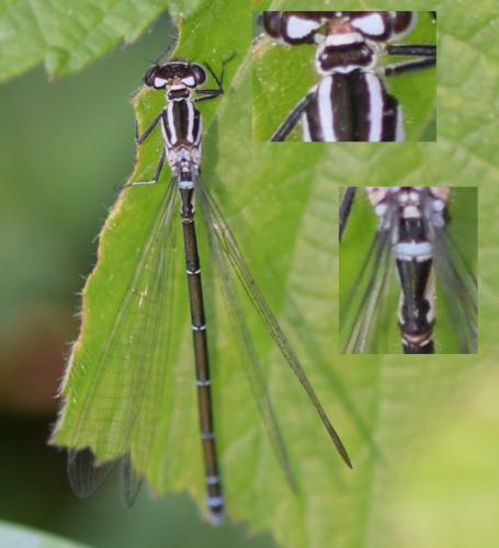 Coenagrion puella